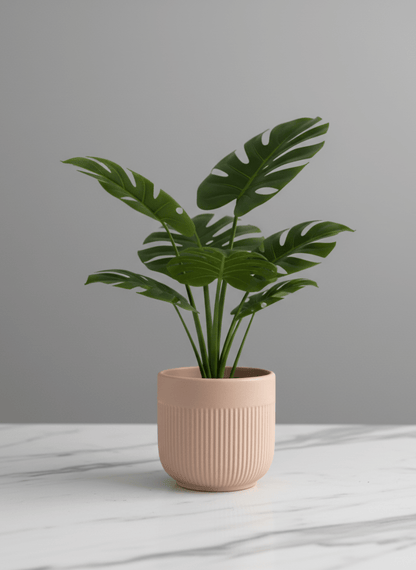 Palm Pure