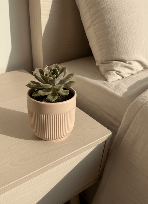 Palm Pure